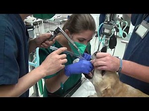 Administering Propofol for sedation and placing the endotracheal tube