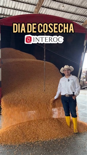 Rendimiento del maíz ESPLENDOR de Interoc en Ecuador