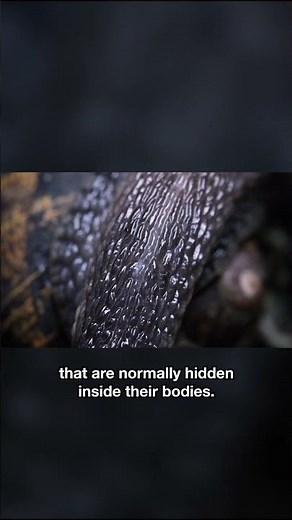These Snails Are About to Have a Battle of the Sexes | #DeepLook #Shorts