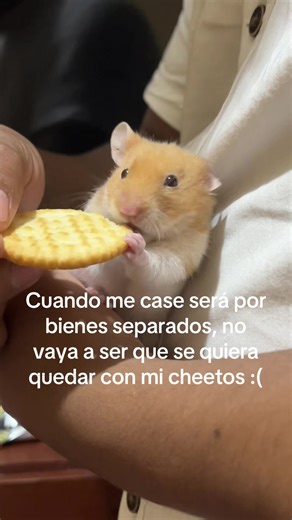 Amor por los Cheetos y Hamsters