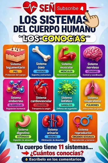 Cuerpo humano ⚠️ No conocías estos sistemas #salud #anatomia