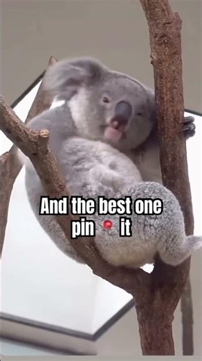 Koala needs a name 🐨💚. Comment your best one ☝️😉 #koala #name #nicknames #koalalife #cute #vibes