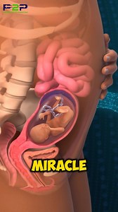 1.5M views · 10K reactions | Amazing Fetal Journey❤❤ | Pregnancy to parenting | Facebook