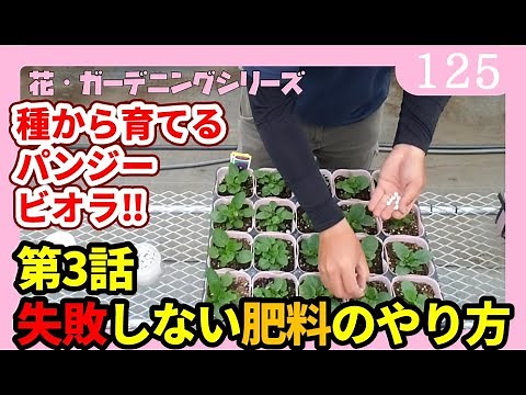 【第3話】失敗しないパンジービオラの肥料のやり方、注意点【種から育てるパンジービオラ】By園芸チャンネル 花・ガーデニング パンジービオラの育て方 125