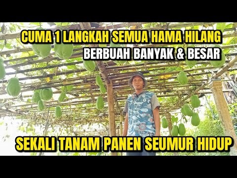 ANTI GAGAL!!! CUMA SATU LANGKAH LABU SIAM BERBUAH BANYAK DAN BESAR & BEBAS HAMA