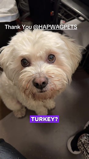 #hapwag #pethealth #maltese #happydog #fyp