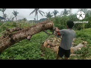 Paano gawing mas madali Ang pag putol Ng kahoy gamit Ang chainsaw Saan ito magsimula.