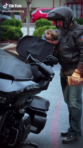 #havanese #doglife #Bullet #foryour #havaneseoftiktok #pettiktoks #puppy #havanesepuppy #dog #petsoftiktok #harleydavidson