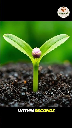 An 8-second timelapse a forest orchid seed sprouting from moist soil. #shorts #timelapse #flowers