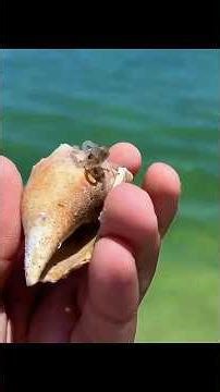 From Tiny Stranger to Ocean Mother This Story Will Melt Your Heart #shorts