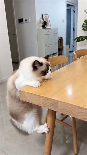 Cat.exe Has Stopped Working