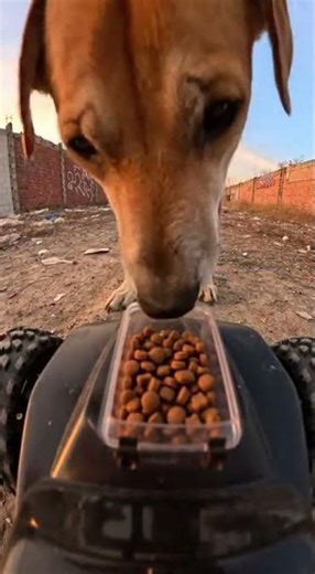Feeding a Stray Dog with Tech: A Heartwarming Gesture #Kindness #AnimalRescue #Compassion