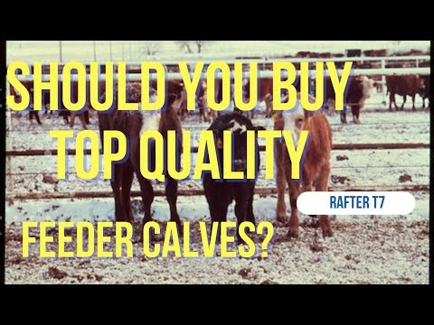Should You Buy the Best Feeder Calves?