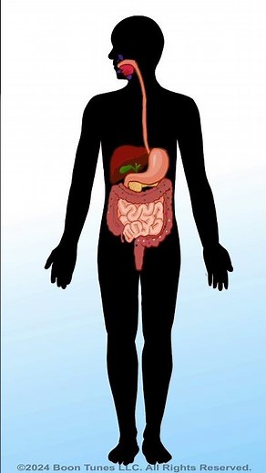 Flatulate: Passing Gas | Animated Short |