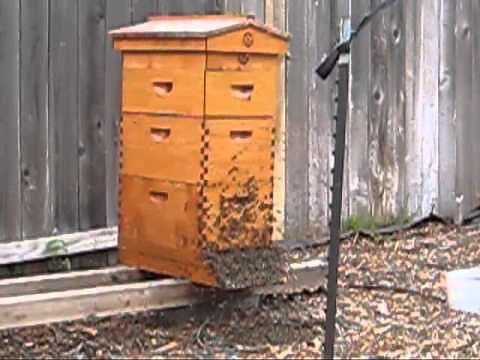 Beekeeping: New Honey Bee Queen Mating Flight Video