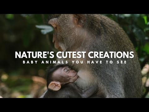 Ultimate Baby Animal Compilation - Which One Do You Love Most? ❤️