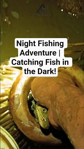 Night Fishing Adventure | Catching Fish in the Dark!