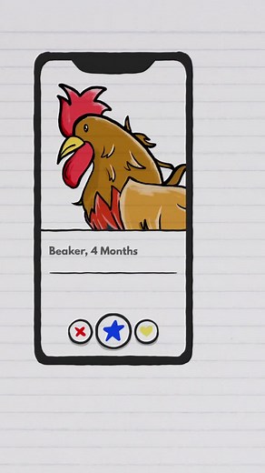 Female Chickens' Selection Process Revealed