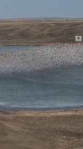142K views · 3.9K reactions | ON THE MOVE: Thousands of snow geese swirl over Lake McGregor in southern Alberta, Canada. https://abcn.ws/2Mp6pHp | ABC News | Facebook