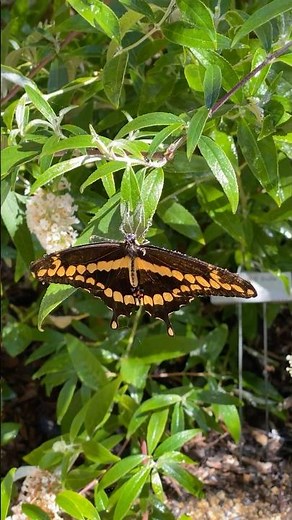 Giant Swallowtail butterfly