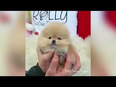 【癒し】可愛い犬に癒されよう＃16【かわいい】