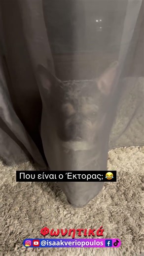 Που είναι ο Έκτορας ο σκύλος; #voiceover #funny #pets #humour #isaakveriopoulos #animals #dog