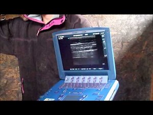 Scanning the chest of a foal with Sonosite MicroMaxx - BCF Technology video