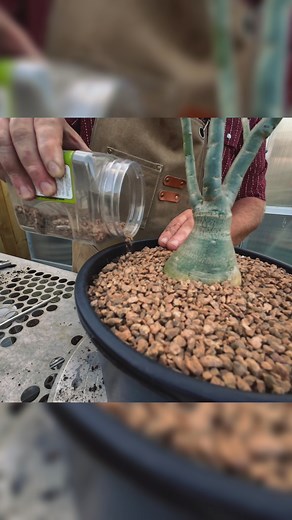 Beginner Guide to Desert Rose Repotting! | Texas Garden Guy