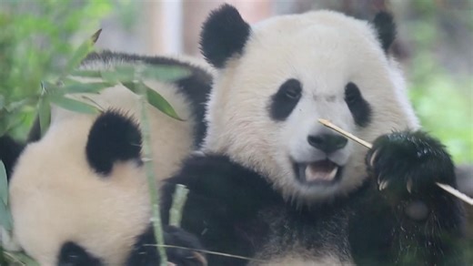 Panda cubs enjoy bamboo buffet in SW China
