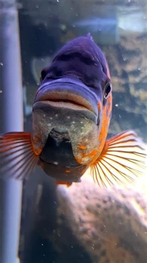 Petrochromis Red Bulu Point #cichlid #aquarium #laketanganyika