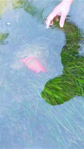 😱🎁 Discovered a Giant Red Clam Buried in Sand With Stunning Pearls Inside #Pearl #GiantClam #treasurehunter #asmr #fyp