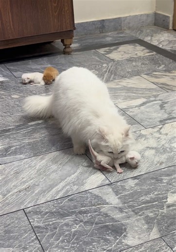 After how many days we should give bath to cat ? #foryoupage❤️❤️ #birth #kitten #white #brown