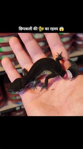 Why Does a Lizard Drop Its Tail? 😱 | #shorts