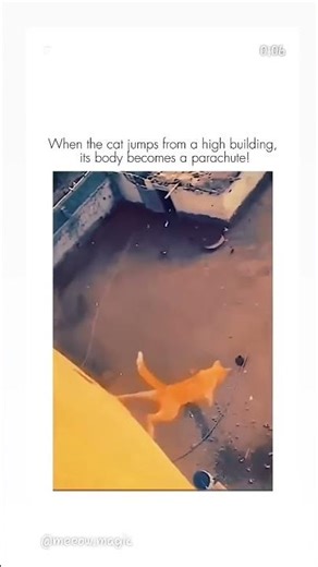 Cat falls off building #cat #catvideos