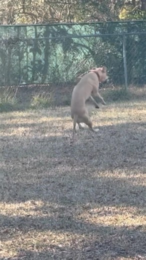 Exercise Time !! #dogs #doglife #dog #dogshorts #dogtraining