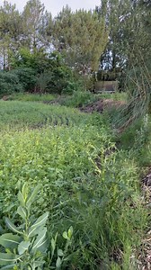🌿 Évolution de la pousse de l’engrais vert pour nos 2 futurs vergers naturels. L’engrais vert (sélection de plantes à semer) va nous servir à décompter notre sol et l’enrichir. #verger #vergers #vergerbio #vergernaturel #vergerpermaculture #autonomiealimentaire #permaculturedesign #permaculture #permaculturefrance | PermacultureDesign