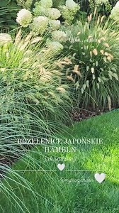 Jak i gdzie sadzić " ROZPLENICE "⬇️⬇️⬇️ ✅Rozplenice japońskie w tym 'Hameln' lubią stanowisko słoneczne lub delikatny półcień w cieniu będzie słabo rosła i może nie kwitnąć ✅Preferują glebę żyzną i przepuszczalną Ja sadząc do każdego dołka na dno dawałam garść drobnych kamyków nie lubią stanowisk mokrych ale podlewać musimy szczególnie w upalnym czasie ✅Rośnie bardzo szybko 💚moje posadzone w 2020 roku mają średnicę ok 120/130 cm a wysokość ok 1m ⚠️ JAK SADZIMY: Można posadzić pojedynczą sadzonk