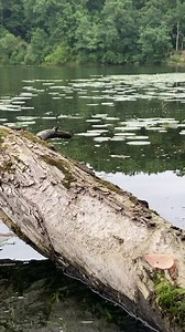 Mid-Morning solo hunts are just pure relaxing #earlygoose #goosehunting #ducks #waterfowl #hunting #sitka #stoeger