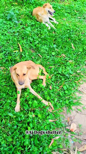 @🍏 alis 💚:✨PRAYER✨ Lord, we ask you to protect all the people and little animals of the world, from the smallest to the greatest. May your love and mercy be attained by them and may mankind learn to live in harmony with them. Amen.
