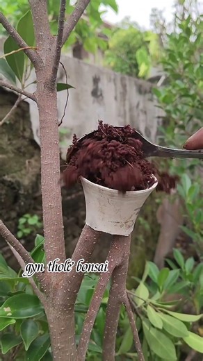 multiply plants #bonsaiart #bonsai