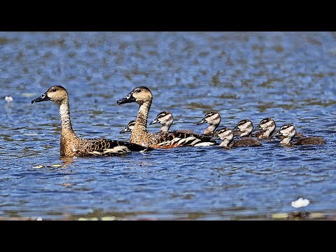 Wandering Whistling-duck a documentary