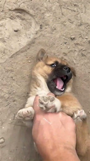 Don't let the cuteness fool you.