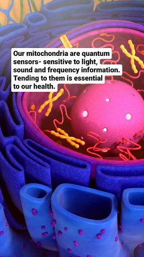 OUR QUANTUM MITOCHONDRIA Our mitochondria are quantum sensors, sensitive to light, sound and frequency information. The research of Douglas Wallace shows that any decrease in the voltage of mitochondria is associated with symptoms and disease states of all kinds. Our mitochondria are small organelles within most of our cells. They create ATP, the energy currency of the body, from the quantum flow of electrons, protons, light and energy in the electron transport chain. They also create infrared e
