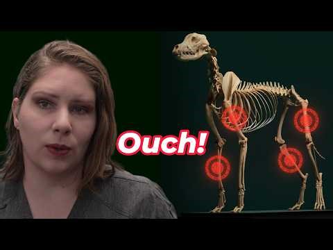 Why Is My Puppy Limping? Panosteitis 101