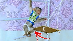 1.3K views · 41 reactions | Opp! Pitiful Baby Monkey Axel Got an Unexpected Accident During Playing Alone in the Playground Making the Swing Hits Him on the Thigh 凉 | Julius Monkeys | Facebook