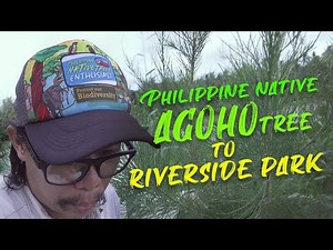 Fast growing Agoho Trees para sa Riverside Park SOON!
