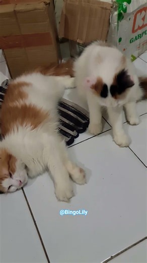 Bingo sleep, but not Lily 😹😽 #cat #catshorts #cutecat #kucing #kucinglucu #fyp