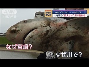 人を襲う“巨大サメ”川で釣れる いるはずないのに…一体なぜ?【スーパーJチャンネル】(2024年4月29日)