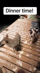 Dinner time, no manners 🤣#weavethecoyote Mc | bonitafarm