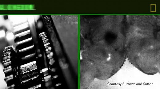 See how the planthopper uses notched gears on its hind legs to leap enormous distances. | National Geographic